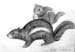 Squirrels