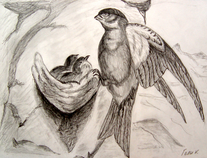 Birds