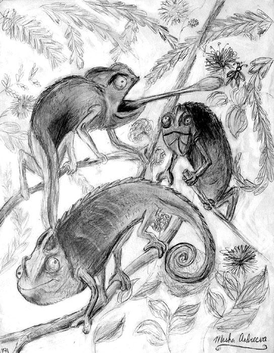 Animals