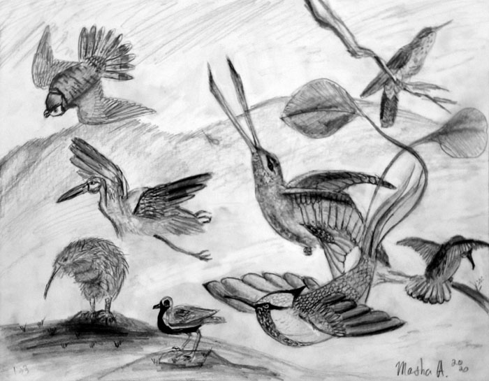 Birds
