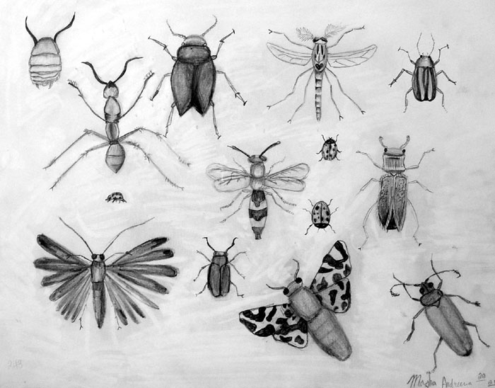 Insects