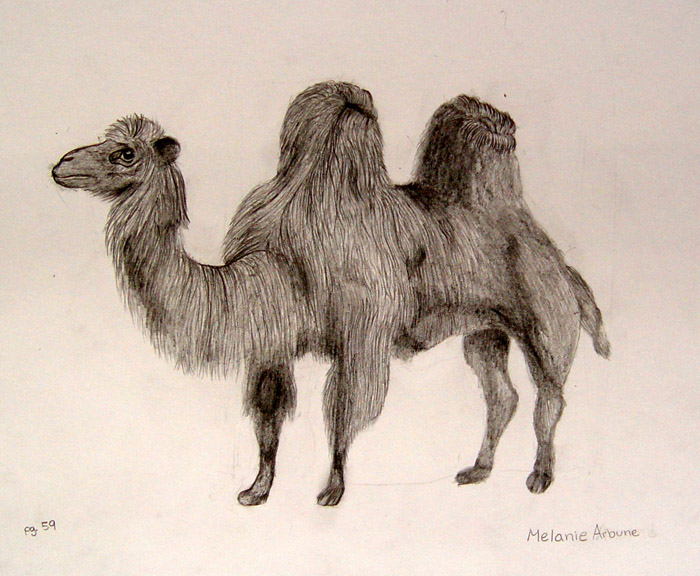 Camel