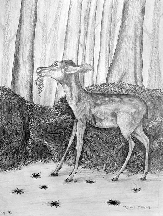 Deer
