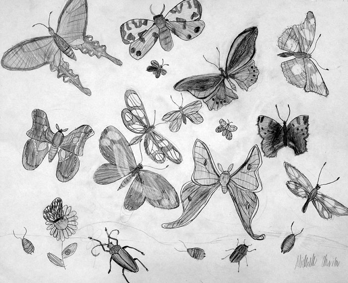 Insects