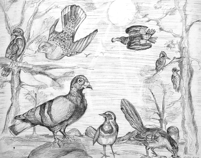 Birds