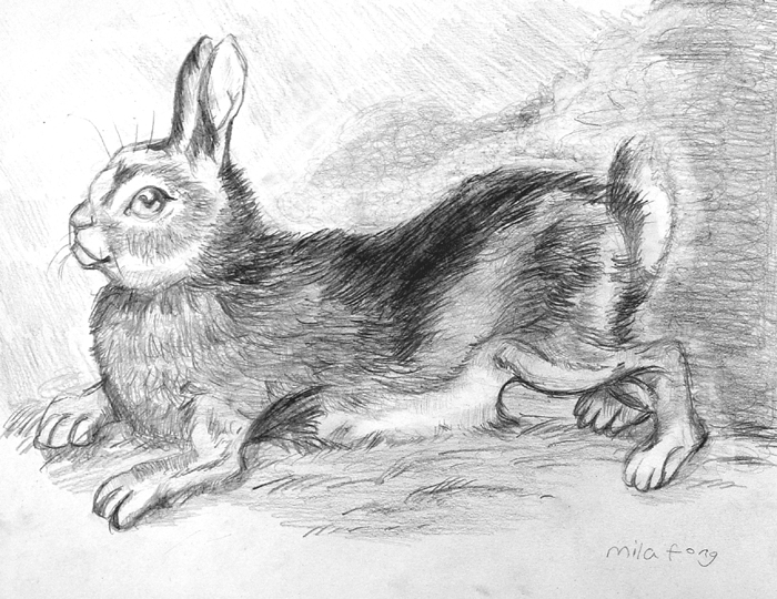 Rabbit