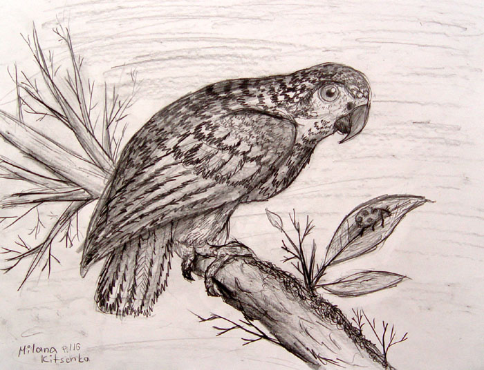 Bird