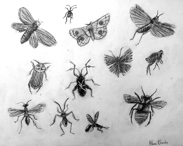 Insects