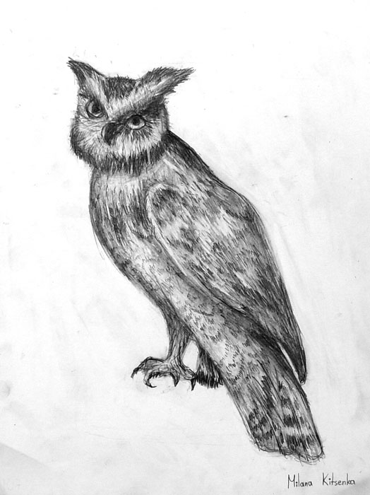 Owl