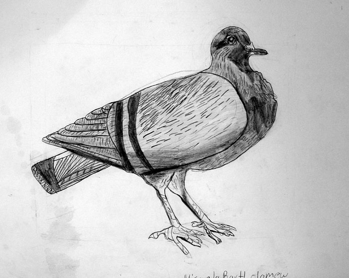 Bird