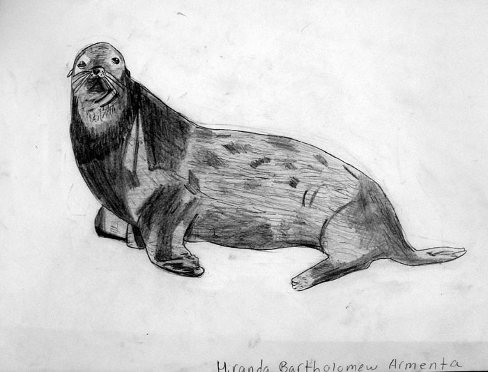 Sea_lion