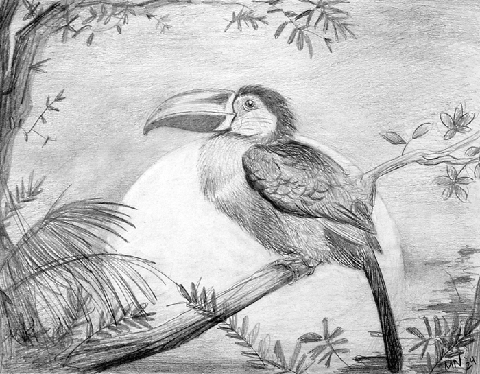 Bird