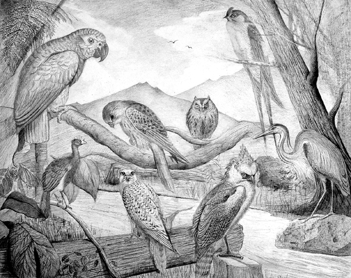 Birds
