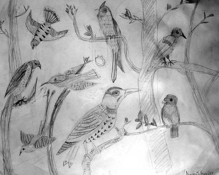 Birds