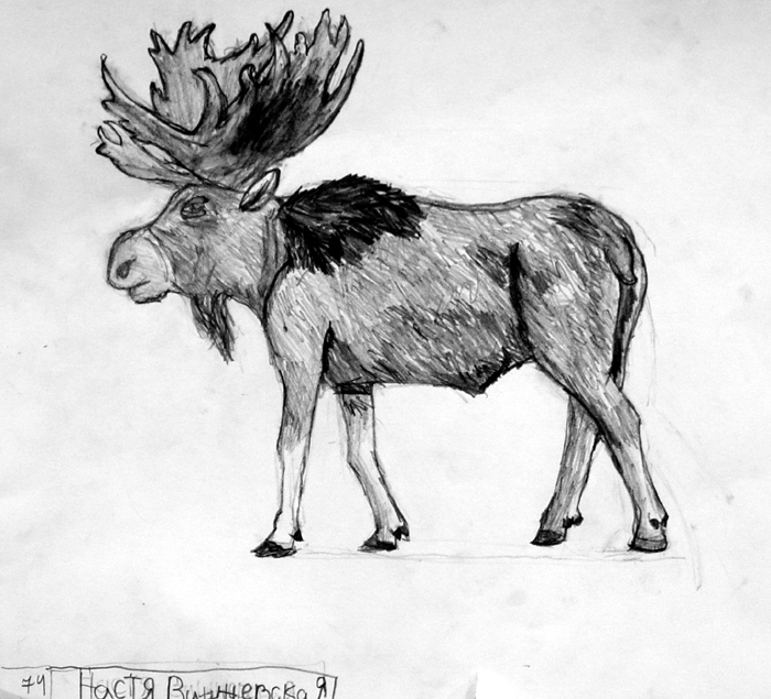 Moose