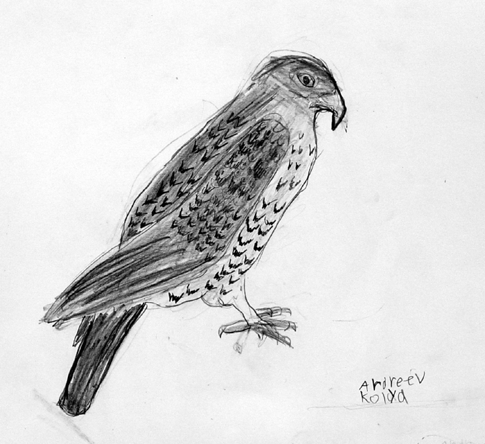 Bird