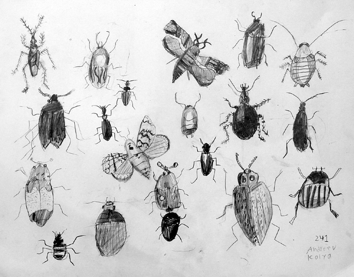 Insects