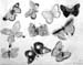 Insects