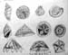 Shells