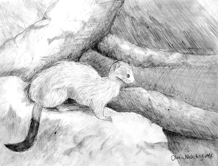 Ermine