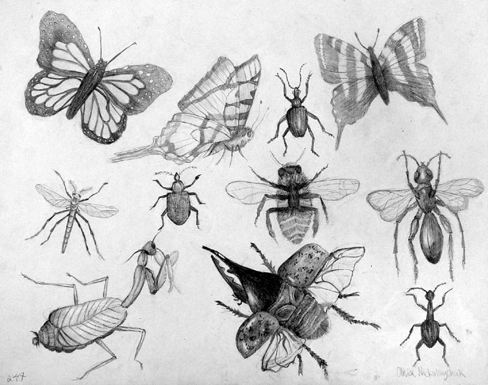 Insects