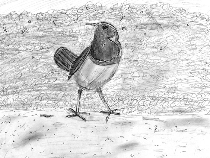 Bird