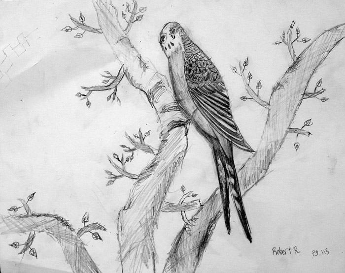 Bird