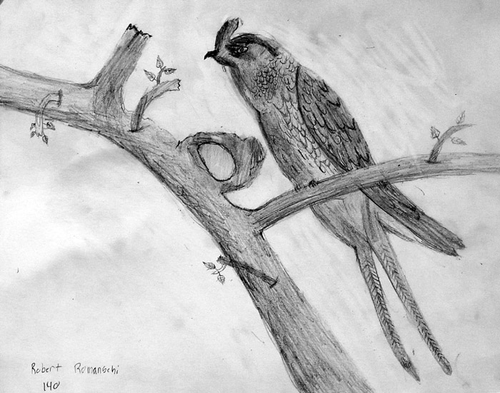 Bird_2