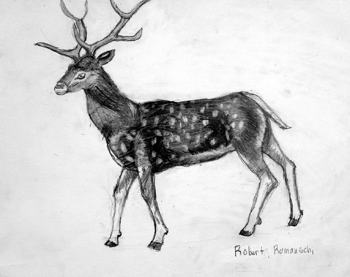 Deer