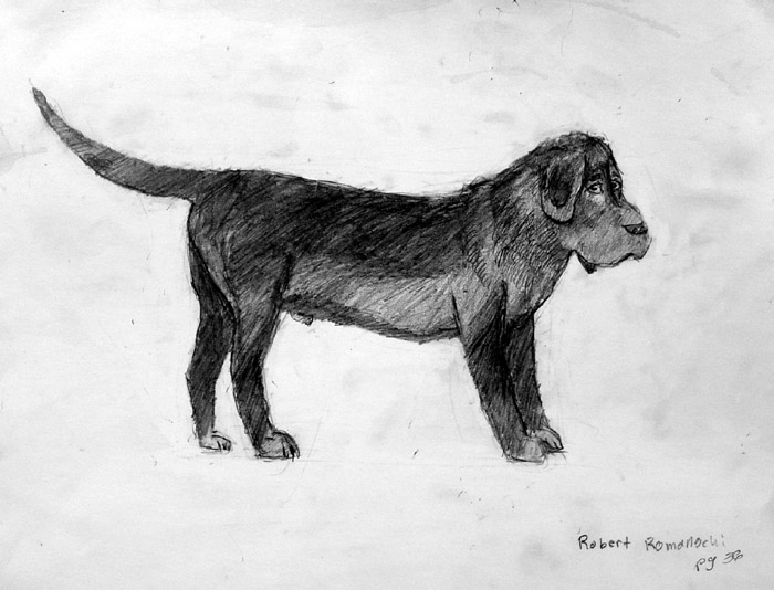 Dog