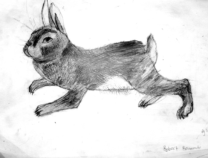 Rabbit