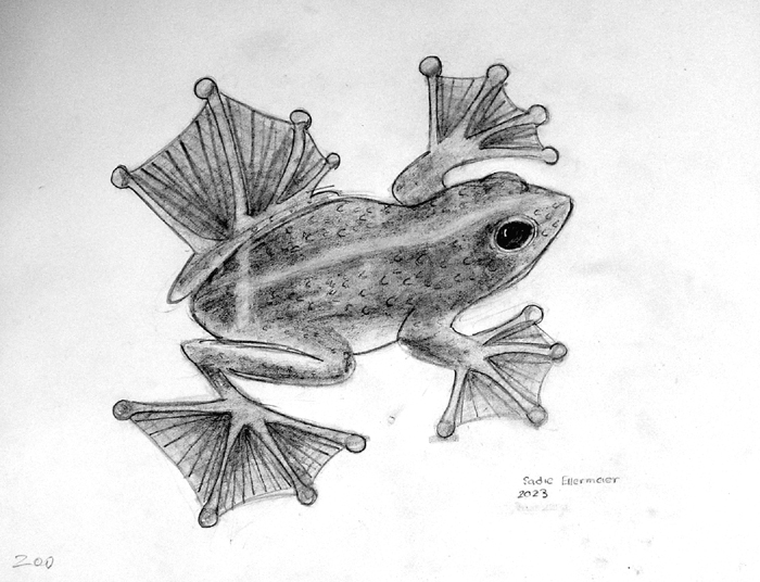 Frog