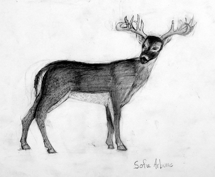 Deer