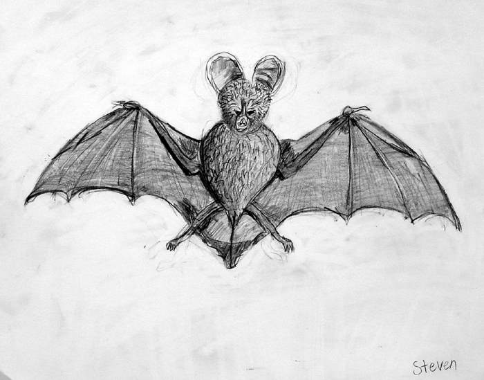 Bat