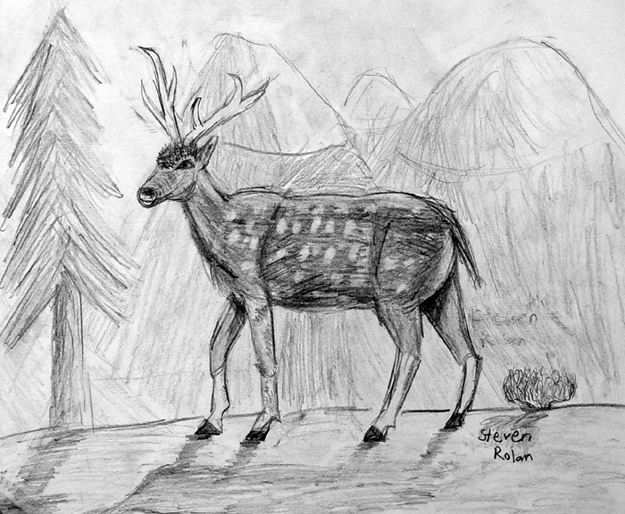 Deer