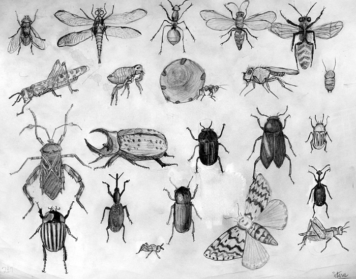Insects