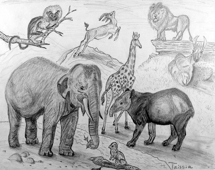 Animals_1
