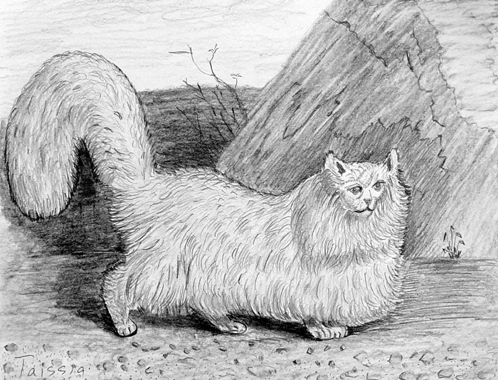 Cat
