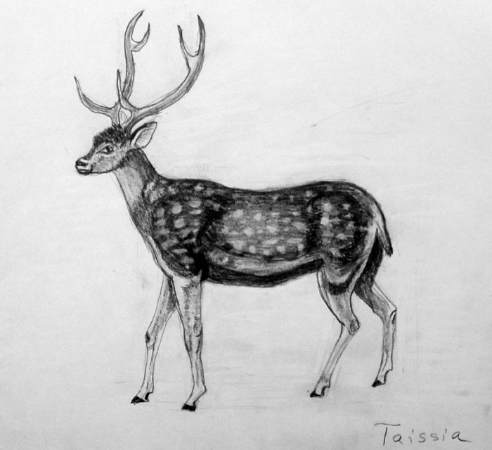 Deer