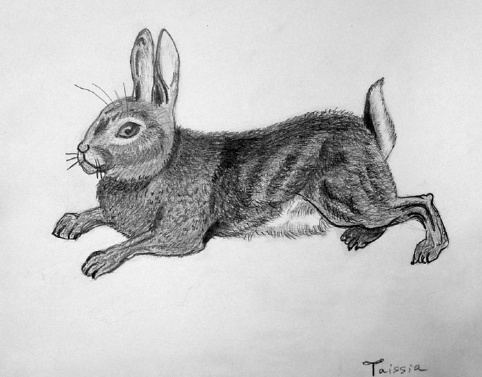Rabbit