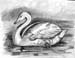 Swan
