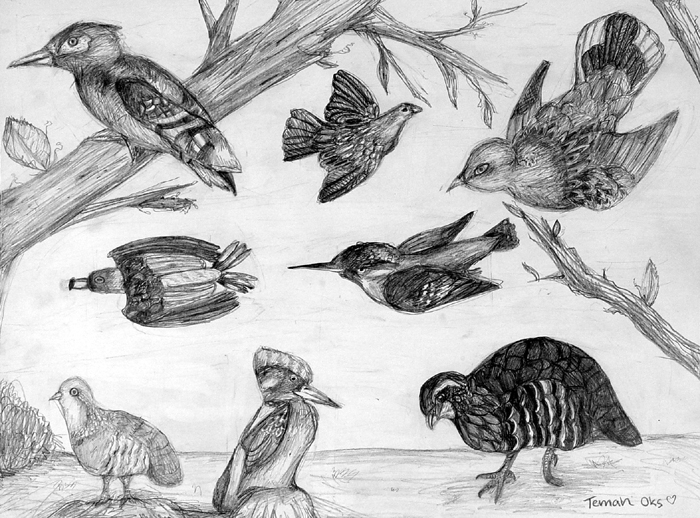 Birds