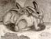 Rabbits