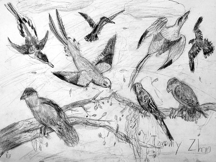 Birds
