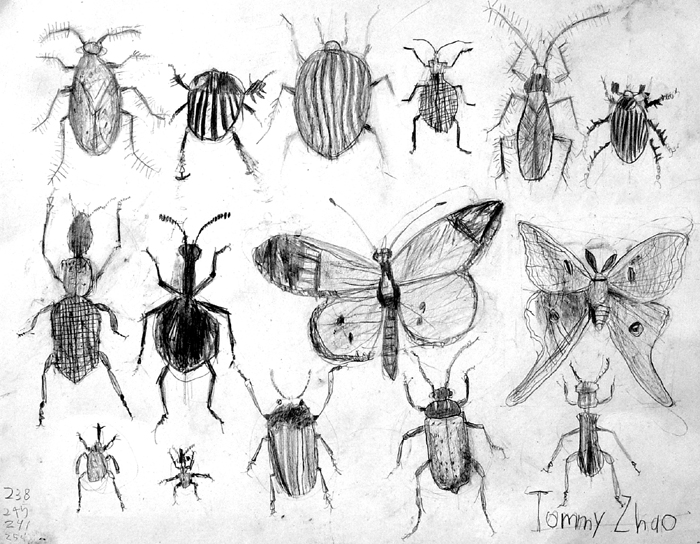 Insects