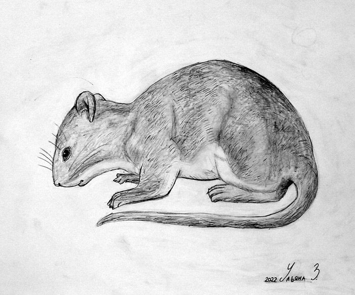 Mouse