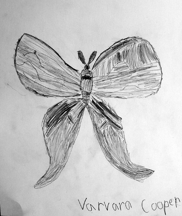Butterfly