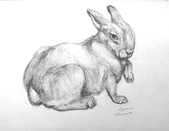 Rabbit