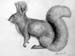 Squrrel