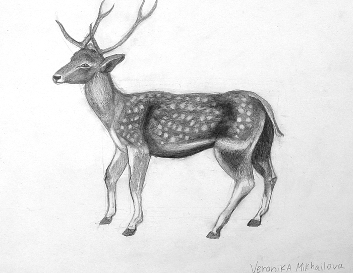 Deer